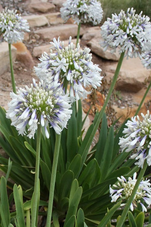  Queen Mum Agapanthus - 1 Gallon Pot
