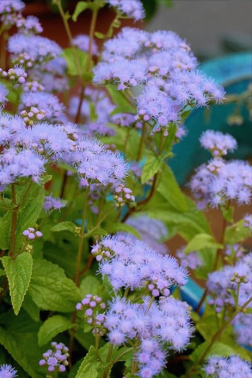  Hardy Ageratum (Blue Mistflower) - 1 Gallon Pot