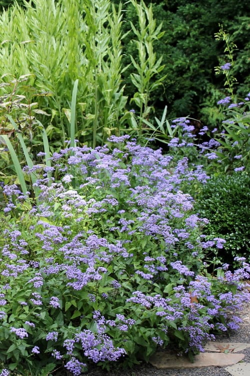  Hardy Ageratum (Blue Mistflower) - 1 Gallon Pot