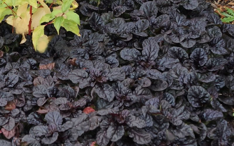  Black Scallop Ajuga Bugleweed - 10 Pack Of Pint Pots
