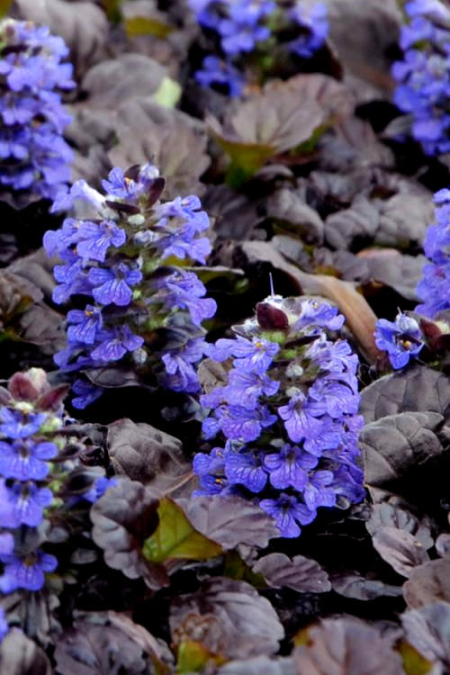  Black Scallop Ajuga Bugleweed - 10 Pack Of Pint Pots