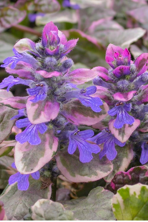  Burgundy Glow Ajuga (Bugleweed) - 6-Pack Of Pint Pots