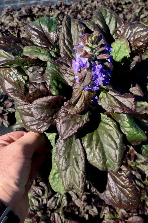  Catlins Giant Ajuga - Bugleweed - 5 Pack Of Pint Pots