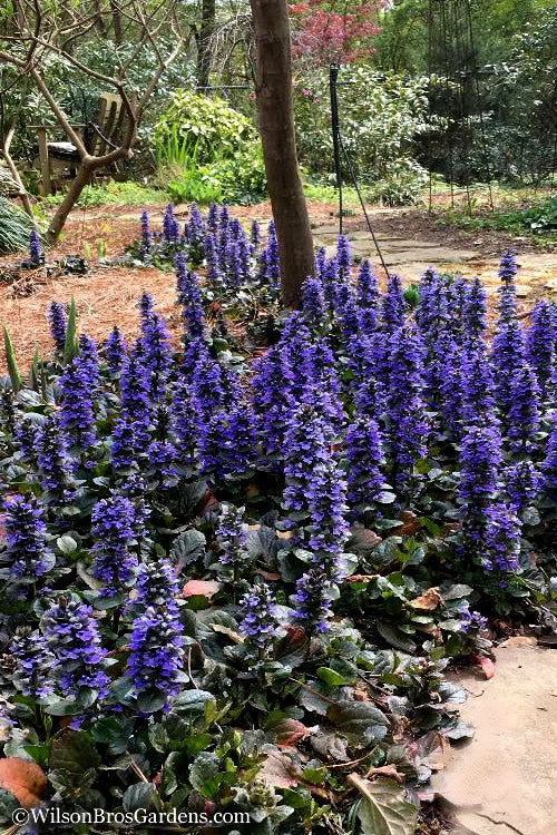  Catlins Giant Ajuga - Bugleweed - 5 Pack Of Pint Pots