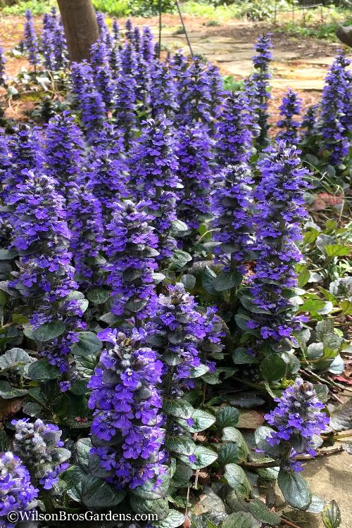  Catlins Giant Ajuga - Bugleweed - 5 Pack Of Quart Pots