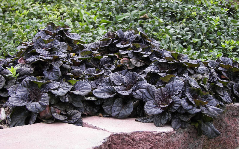  Mahogany Ajuga (Bugleweed) - 5 Pack Of Quart Pots