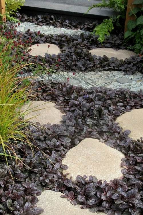  Mahogany Ajuga (Bugleweed) - 5 Pack Of Quart Pots