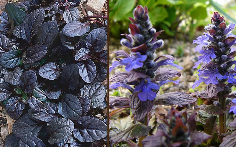  Mahogany Ajuga (Bugleweed) - 5 Pack Of Quart Pots