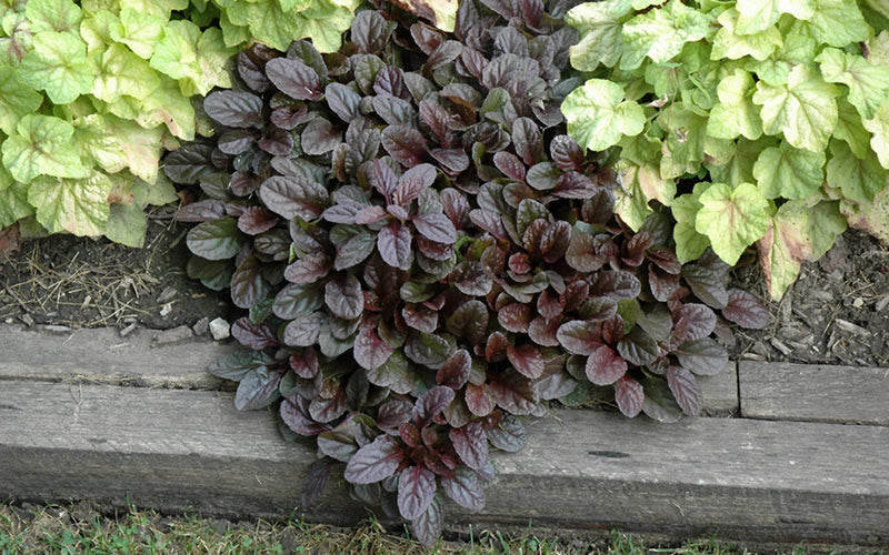  Mahogany Ajuga (Bugleweed) - 5 Pack Of Quart Pots