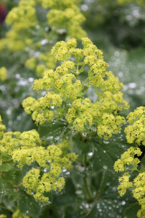  Auslese Lady's Mantle (Alchemilla Mollis) - 1 Gallon Pot
