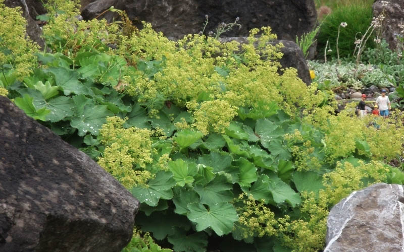  Thriller Lady's Mantle (Alchemilla Mollis) - 1 Gallon Pot