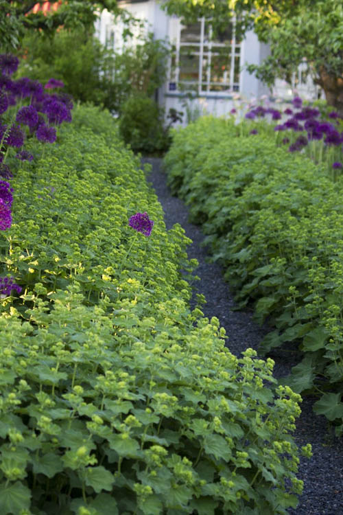  Auslese Lady's Mantle (Alchemilla Mollis) - 1 Gallon Pot