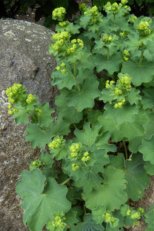  Thriller Lady's Mantle (Alchemilla Mollis) - 1 Gallon Pot
