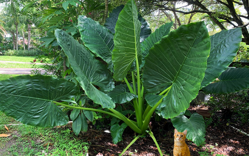  Borneo King Giant Elephant Ear (Alocasia) - 1 Gallon Pot