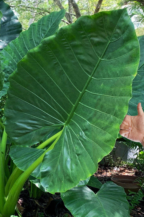  Borneo King Giant Elephant Ear (Alocasia) - 1 Gallon Pot