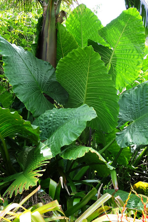  Borneo King Giant Elephant Ear (Alocasia) - 1 Gallon Pot