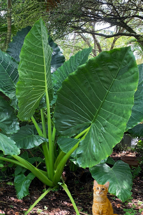  Borneo King Giant Elephant Ear (Alocasia) - 1 Gallon Pot
