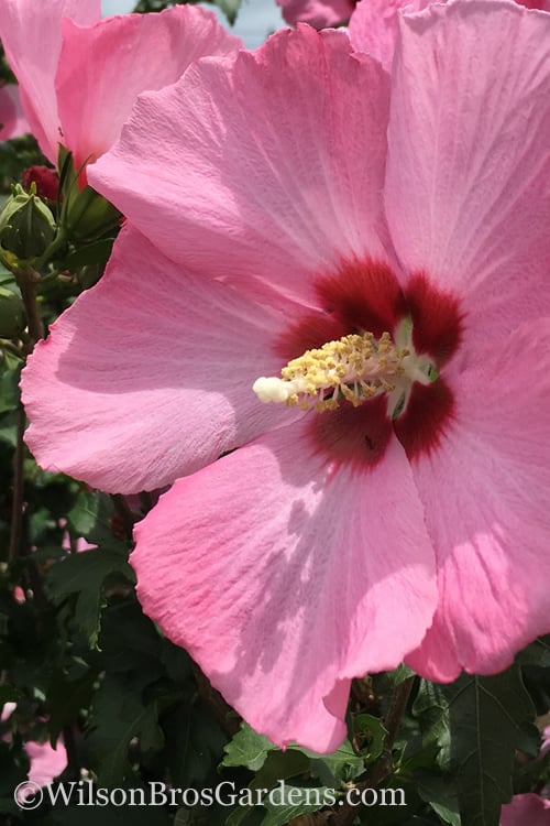  Aphrodite Rose Of Sharon (Althea / Hibiscus) - 3 Gallon Pot