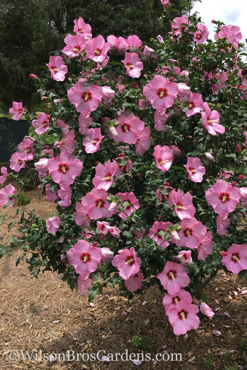  Aphrodite Rose Of Sharon (Althea / Hibiscus) - 6 Gallon Pot