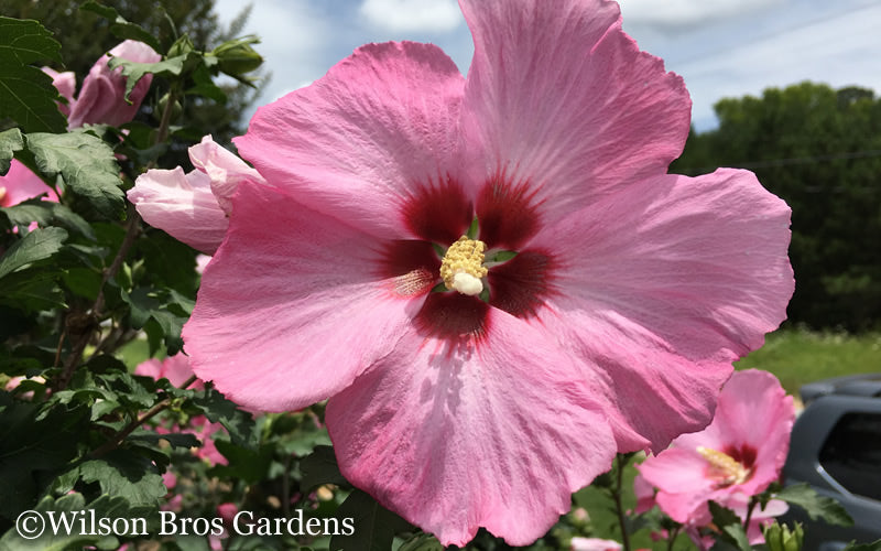  Aphrodite Rose Of Sharon(Althea / Hibiscus) - 6 Gallon Pot