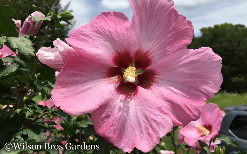  Aphrodite Rose Of Sharon (Althea / Hibiscus) - 3 Gallon Pot