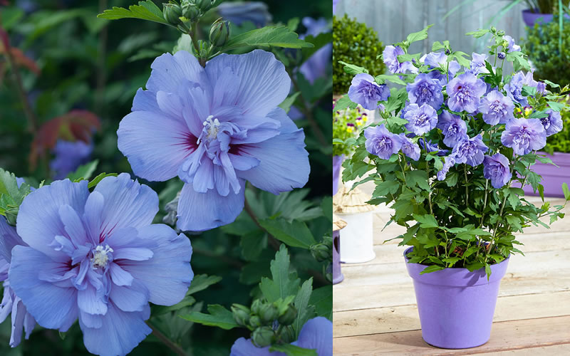  Blue Chiffon Rose Of Sharon - 3 Gallon Pot