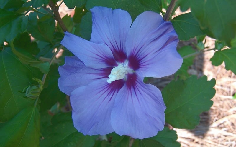  Blue Satin Rose Of Sharon - Hibiscus - Althea - 5 Gallon Pot