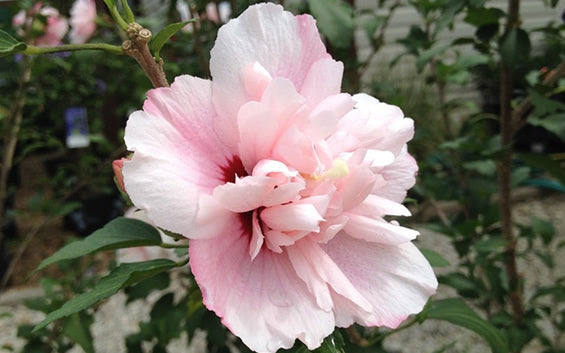  Strawberry Smoothie Althea (Rose Of Sharon) - 3 Gallon Pot