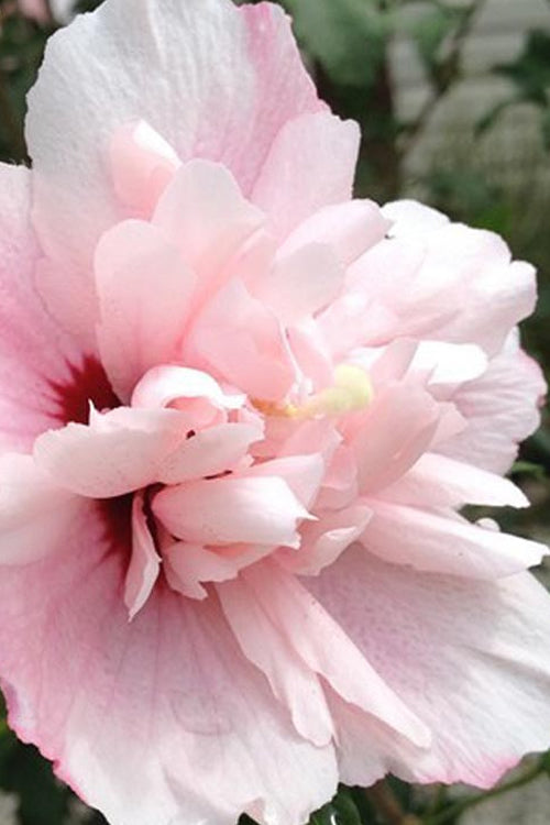  Strawberry Smoothie Althea (Rose Of Sharon) - 3 Gallon Pot