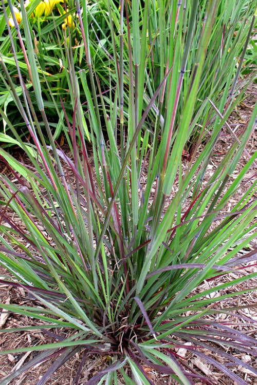  Rain Dance Big Bluestem Grass - 1 Gallon Pot
