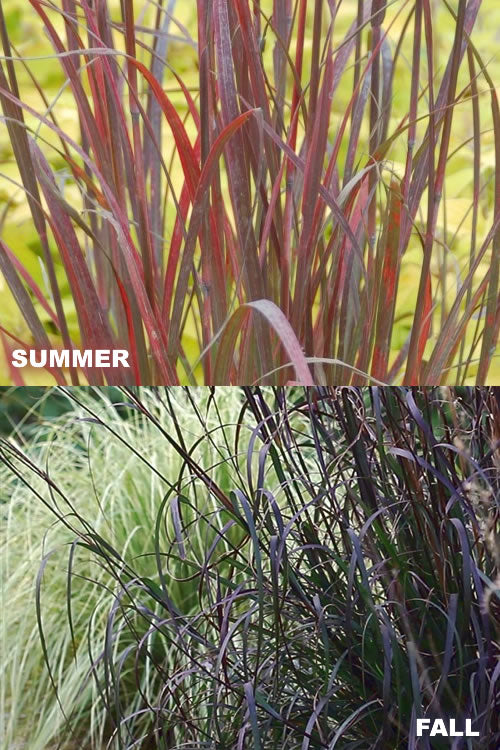  Rain Dance Big Bluestem Grass - 1 Gallon Pot