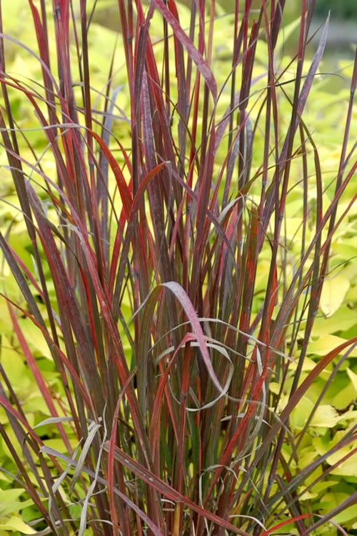  Rain Dance Big Bluestem Grass - 1 Gallon Pot