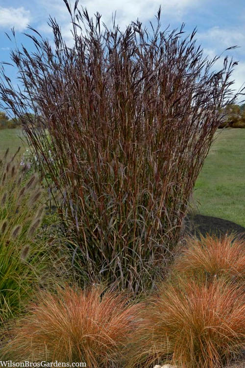  Big Bluestem Grass (Andropogon Gerardii) - 5 Pack Of Quart Pots