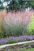  Big Bluestem Grass (Andropogon Gerardii) - 8 Pack Of 1 Gallon Pots