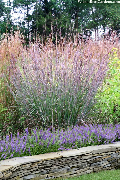  Big Bluestem Grass (Andropogon Gerardii) - 5 Pack Of Quart Pots
