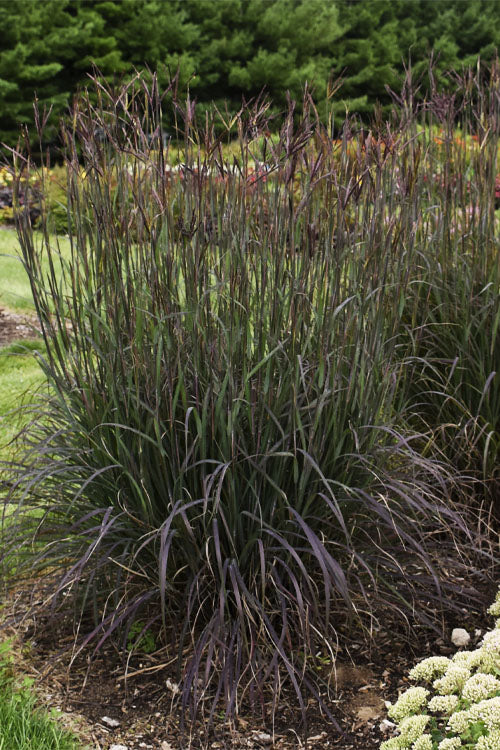  Blackhawks Big Bluestem Grass (Andropogon) - 1 Gallon Pot
