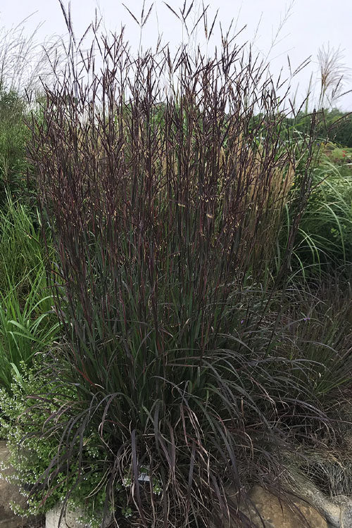  Blackhawks Big Bluestem Grass (Andropogon) - 1 Gallon Pot
