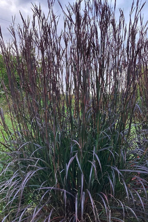  Blackhawks Big Bluestem Grass (Andropogon) - 6 Pack Of 1 Gallon Pots