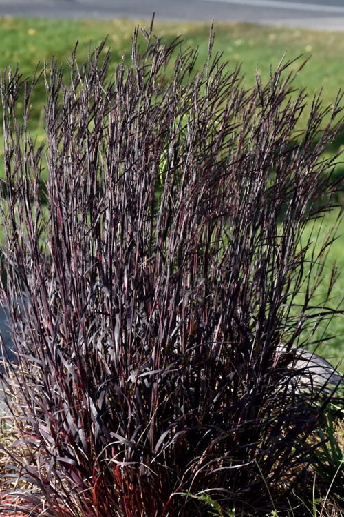  Blackhawks Big Bluestem Grass (Andropogon) - 1 Gallon Pot