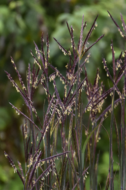 Blackhawks Big Bluestem Grass (Andropogon) - 1 Gallon Pot