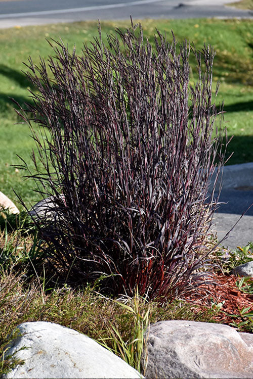  Blackhawks Big Bluestem Grass (Andropogon) - 6 Pack Of 1 Gallon Pots