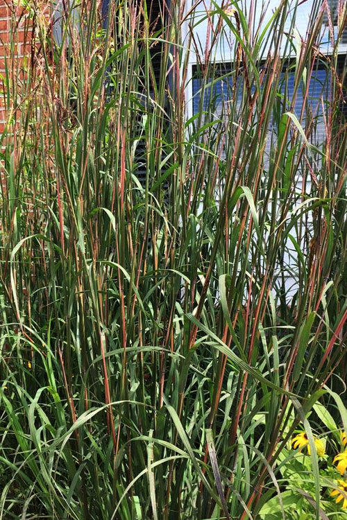  Blackhawks Big Bluestem Grass (Andropogon) - 6 Pack Of 1 Gallon Pots