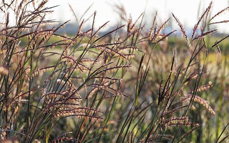  Blackhawks Big Bluestem Grass (Andropogon) - 1 Gallon Pot
