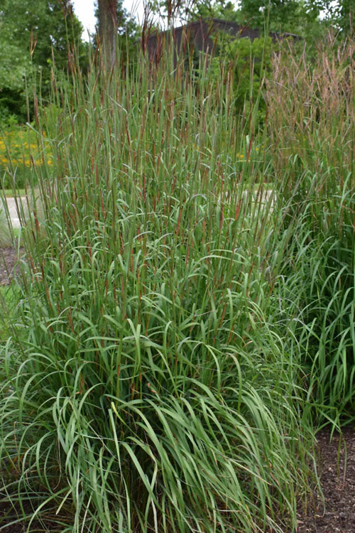  Dancing Wind Big Bluestem Grass - 6 Pack Of 1 Gallon Pots