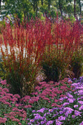  Dancing Wind Big Bluestem Grass - 1 Gallon Pot