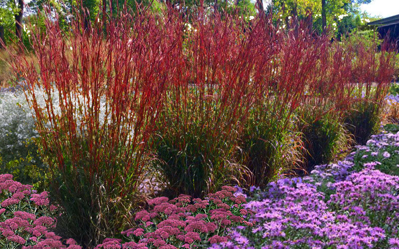  Dancing Wind Big Bluestem Grass - 1 Gallon Pot