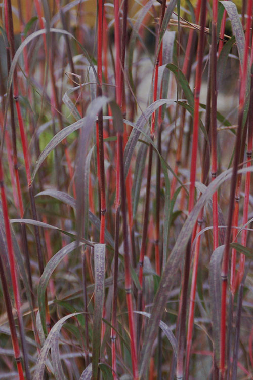  Holy Smoke Big Bluestem Grass (Andropogon Gerardii) - 6 Pack Of 1 Gallon Pots