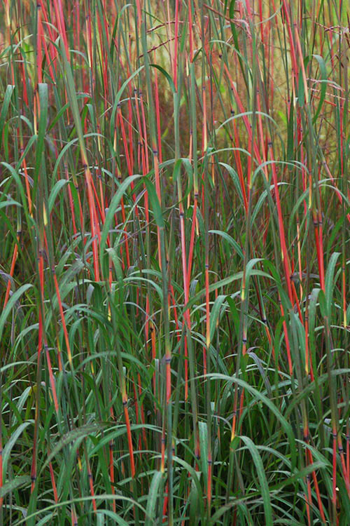  Holy Smoke Big Bluestem Grass (Andropogon Gerardii) - 6 Pack Of 1 Gallon Pots