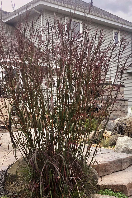  Rain Dance Big Bluestem Grass - 1 Gallon Pot
