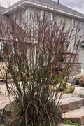  Rain Dance Big Bluestem Grass - 1 Gallon Pot